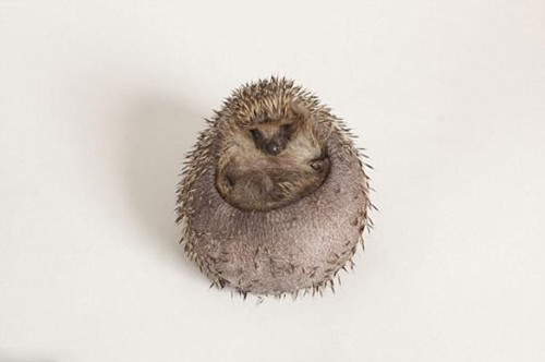 英國刺猬吃成胖墩:被強制減肥樣子萌翻天